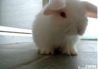 Baby Bunny Grooms Its Cute Self